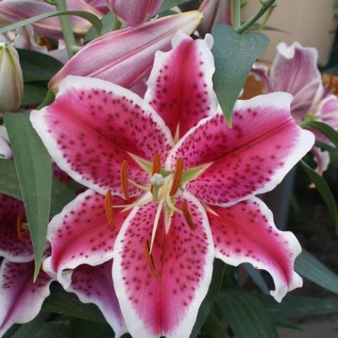 Lilium Starfighter, dark pink with darker spots and white edges