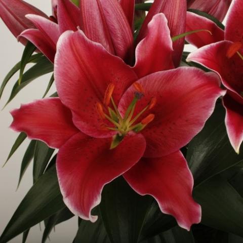 Lilium Sunny Keys, dark almost red with white edge