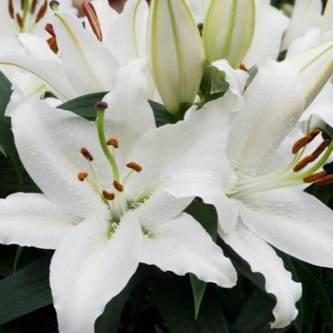 Lilium Sunny Okinawa, white with rippled edges, greenish buds