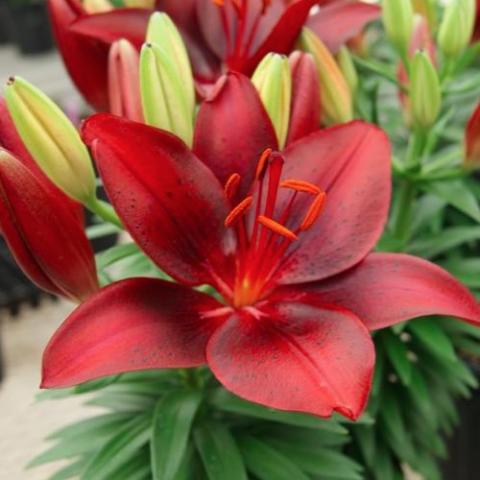 Lilium Tiny Comfort, dark red tones, shiny