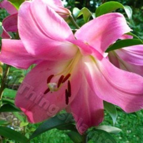 Lilium Tabledance, light pink large lily with white throat