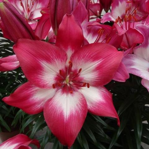 Lilium Tiny Diamond, red with white center