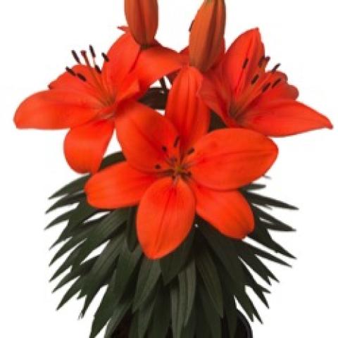 Lilium Tiny Heroes, vibrant orange open lily