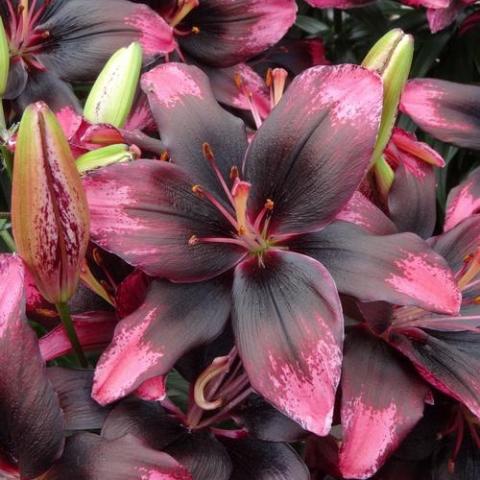 Lilium tiny Poems, almost black center, dark pink tips