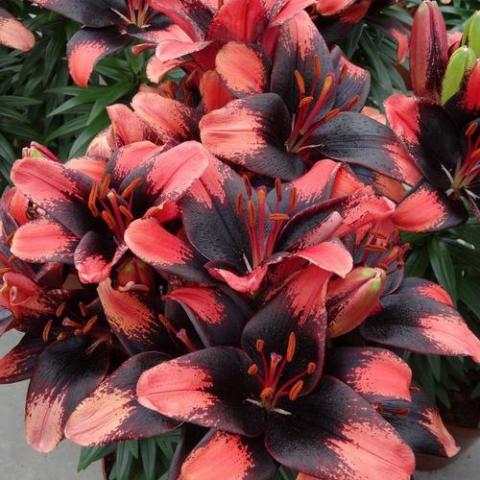 Lilium Tiny Shadow, black center, dark coral pink tips