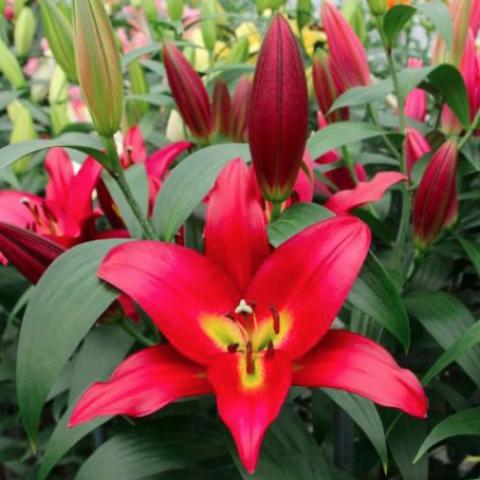 Lilium Touchstone, very red, triangular, yellow throat