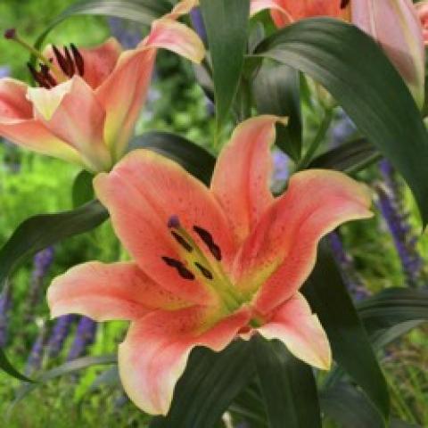 Lilium Zelmira, coral with white edges