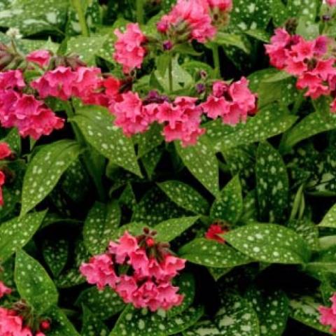 Pulmonaria Shrimps on the Barbie, dark pink flowers over silver-spotted leaves