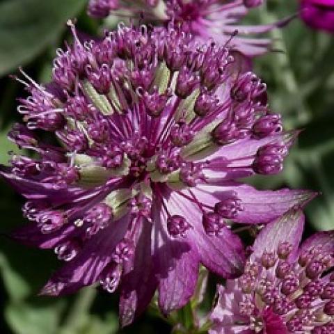 Astrantia Star of Beauty, mauve-purple ball of small flowers