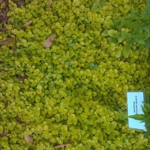 Nummularia 'Goldilcks', hundreds of tiny yellow-green leaves, ground cover