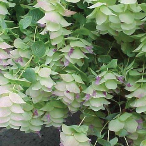 Origanum 'Kent Beauty', hop-like brachts in light pink and green