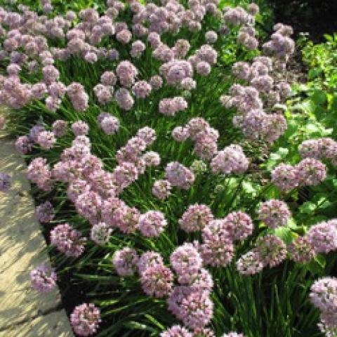 Allium Summer Beauty, lavender onion flowers in profusion