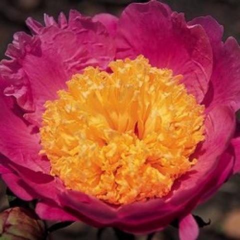 Paeonia Aurora Sunrise, open flower, dark pink fringed petals, huge gold bomb center