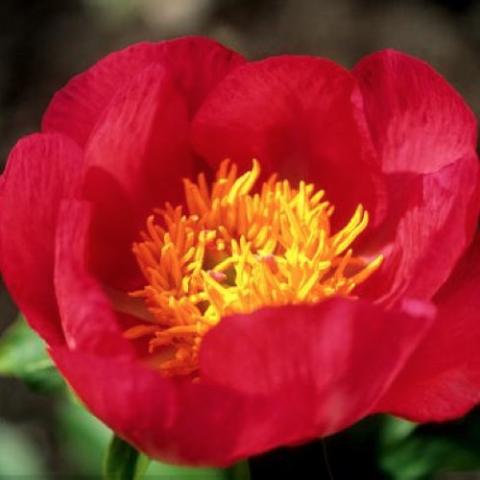 Paeonia Claudia, dark pink to red with gold confetti center