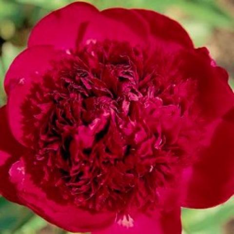 Paeonia Red Charm, almost red very double