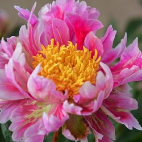 Paeonia Sweet Marjorie, raggedy petals in pink and white, large gold bomb center