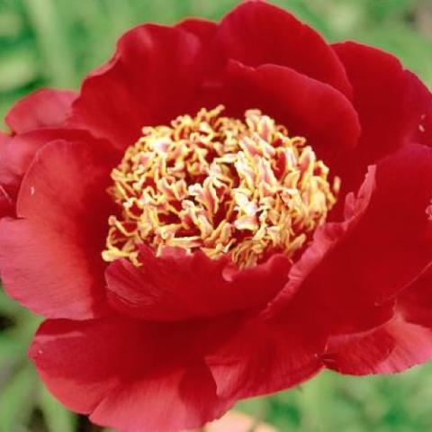 Paeonia Sword Dance, red with very large gold center