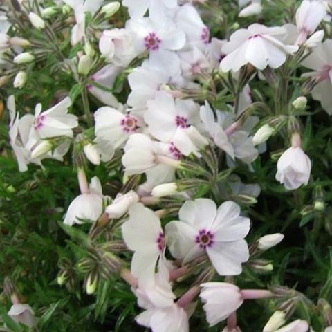 Phlox Amazing Grace, white with dark pink eye