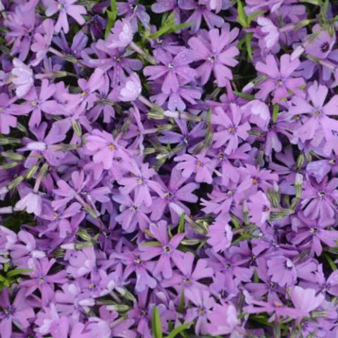 Phlox subulata Purple Beauty, dark lavender flat-faced flowers