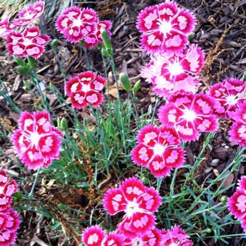Dianthus Spotty, rounded magenta and white flowers