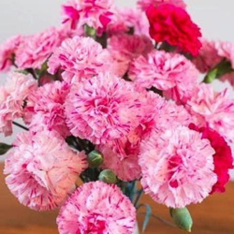 Dianthus Pinball Wizard, double pink pinks!
