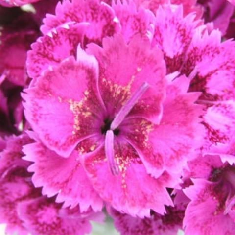 Dianthus Pink Lemonade, magenta single carnation