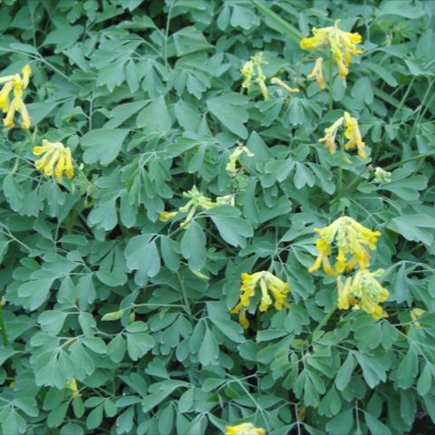 Pseudofumaria lutea, ferny blue-green leaves and yellow heart-shaped flowers