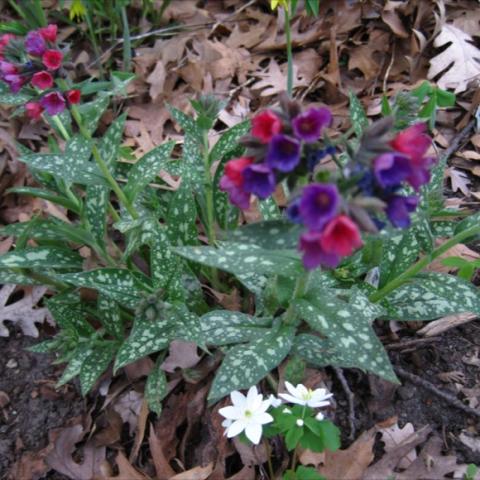 Pulmonaria 'Raspberry Splash', silver-splashed green, pink & purple flowers