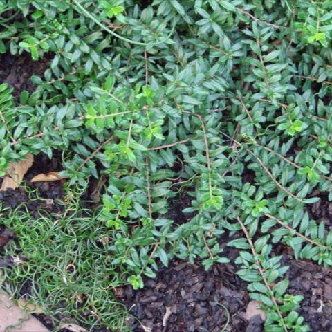 Paxistima canbyi, green ground cover