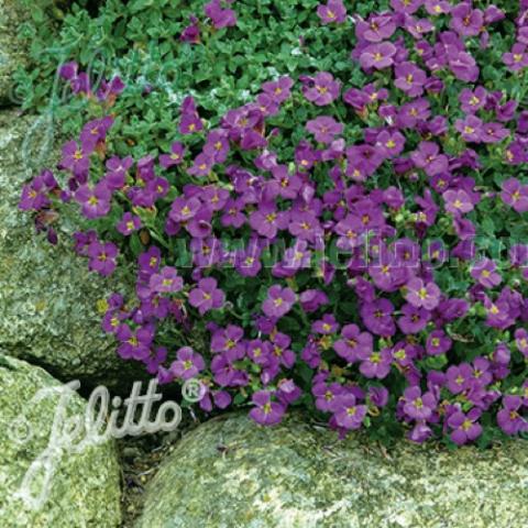 Aubrieta Cascade Blue, dark purple-blue flowers, low plant