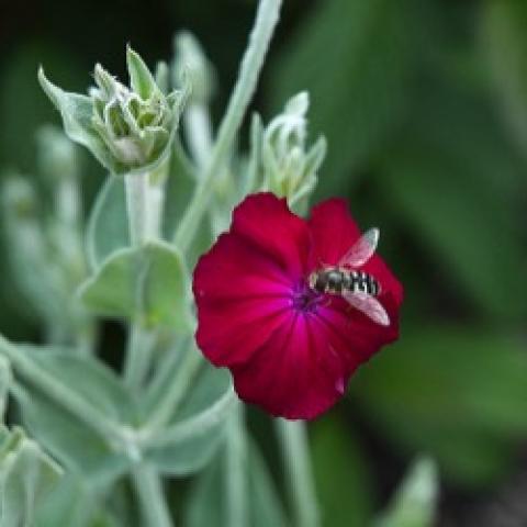 Lychnis coronaria Blood Red, dark magenta flower and gray-green foliage