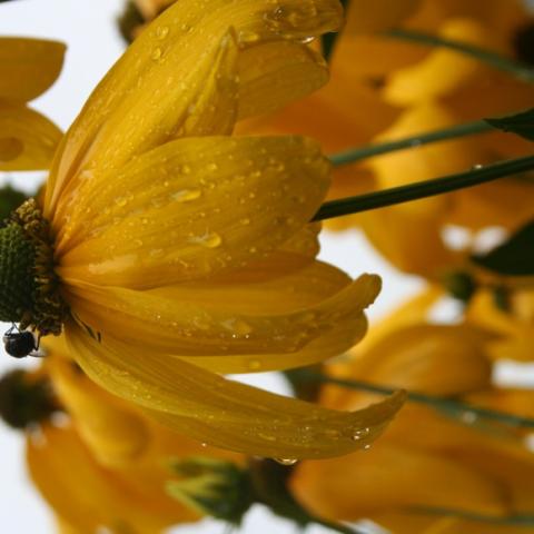 Rudbeckia 'Herbstonne', yellow black-eyed susan with downflexed petals