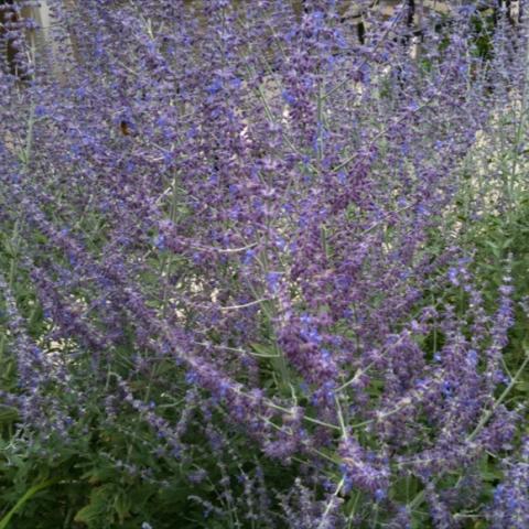 Russian Sage, scads of tiny lavender flowers on upright gray twiggy branches