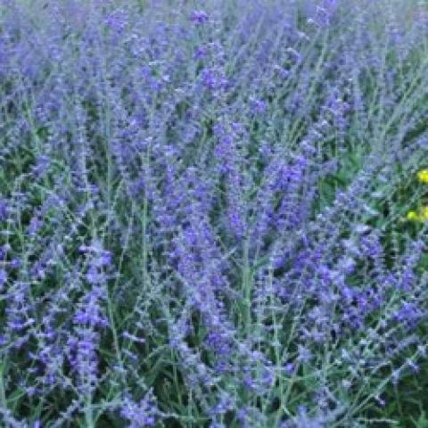 Perovskia Crazy Blue, lavender small flowers on wiry bluish stems