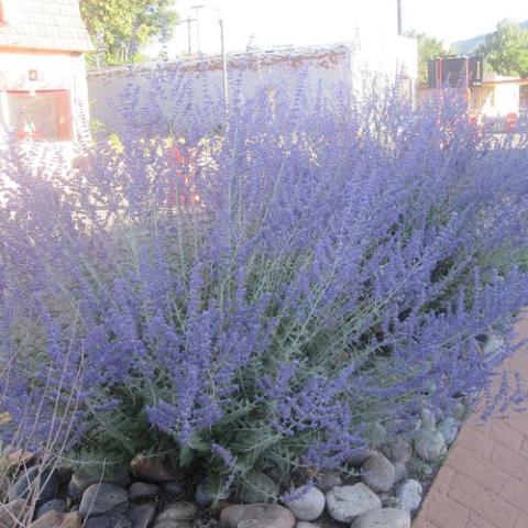 Perovskia atriplicifolia, airy lavender tiny flowers covering upright shrubs