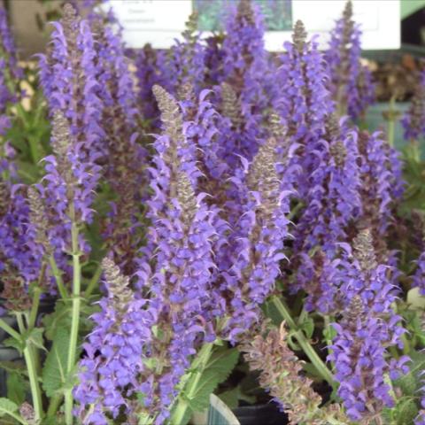 Salvia 'May Night', tall purple multiple flower talks