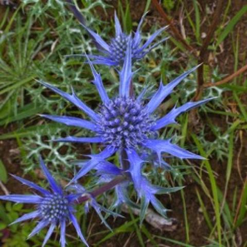 Eryngium planum, blue-lavender prickly flowers 