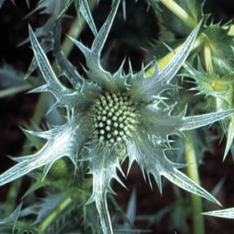 Eryngium Silver Ghost, silver thistly flowers