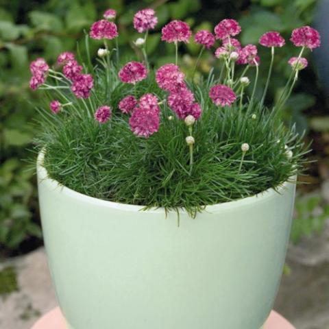 Morning Star Deep Rose sea thrift, grass-like plant with small magenta flowers upright