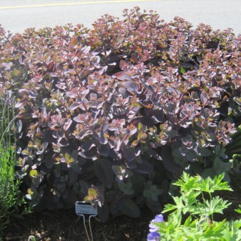 Sedum 'Xenox', dark chocolate leaves and pink flowers