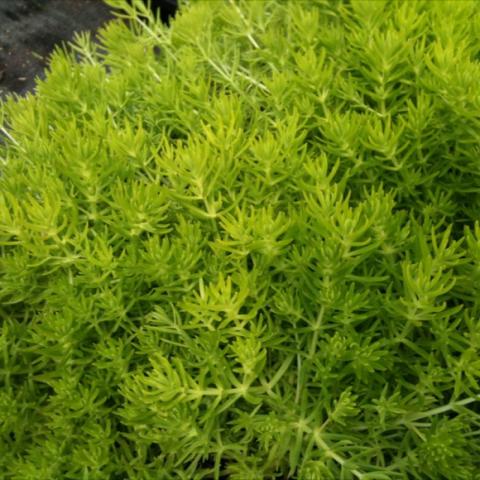 Sedum 'Angelina', yellow-green succulent leaves