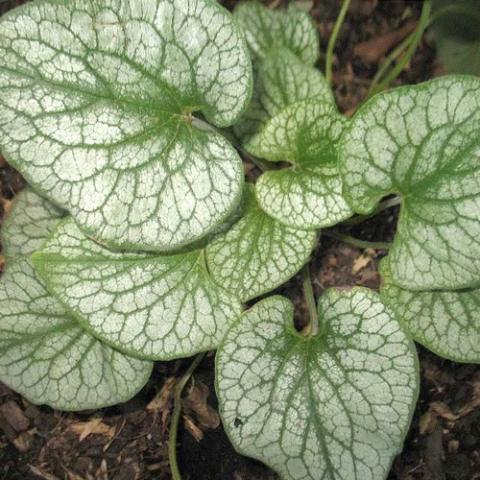 Brunnera Alexander's Great, large silver leaves veined in green