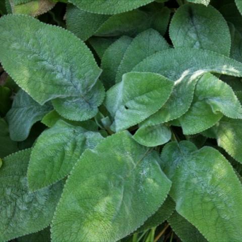 Stachys 'Helene von Stein', large fuzzy silver leaves