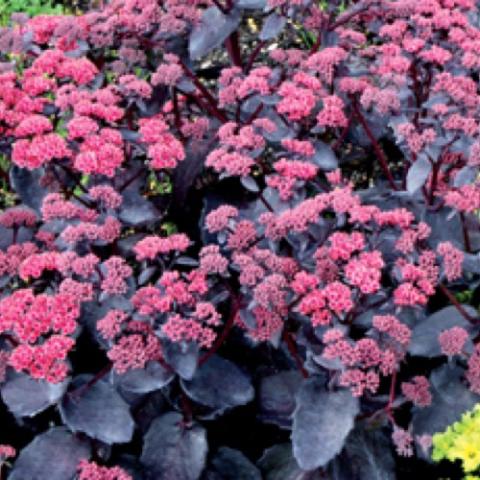 Upright sedum Cherry Truffle with blue-gray leaves and dark pink flowers