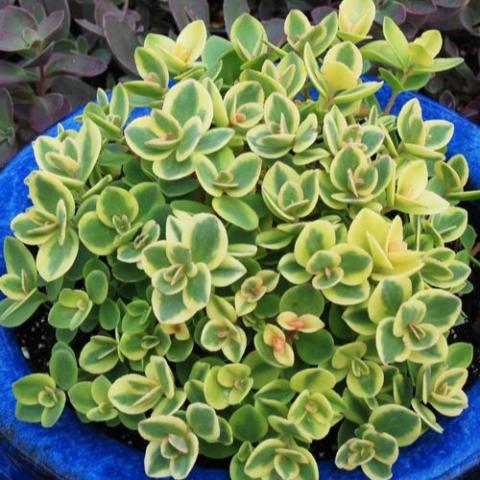 Sedum Lime Twister, green leaves with yellow edges