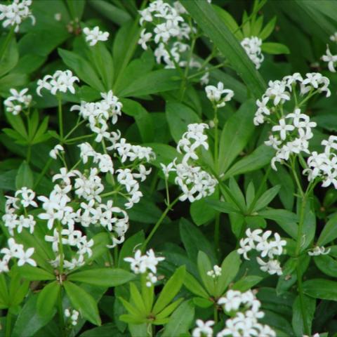 Gallium woodruff, tiny white flowers, green leaves