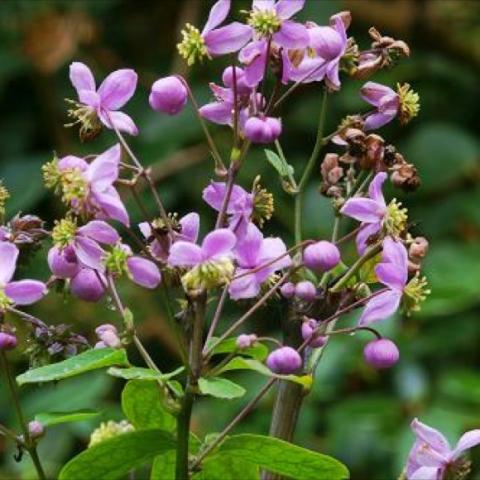 Thalictrum rochebrunianum, tiny lavender flowers on brown stems