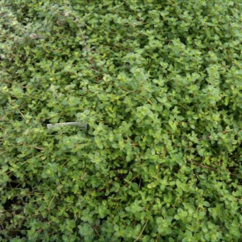 Thymus pseudolanuginosus, tiny green leaves in a ground cover
