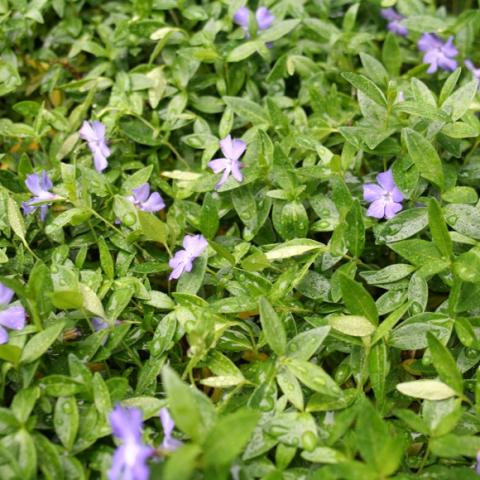 Vinca minor, light blue flowers on green ground cover