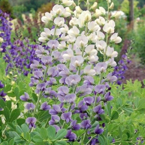 Baptisia Lunar Eclipse, spikes of flowers start purple at bottom, blend to white at top